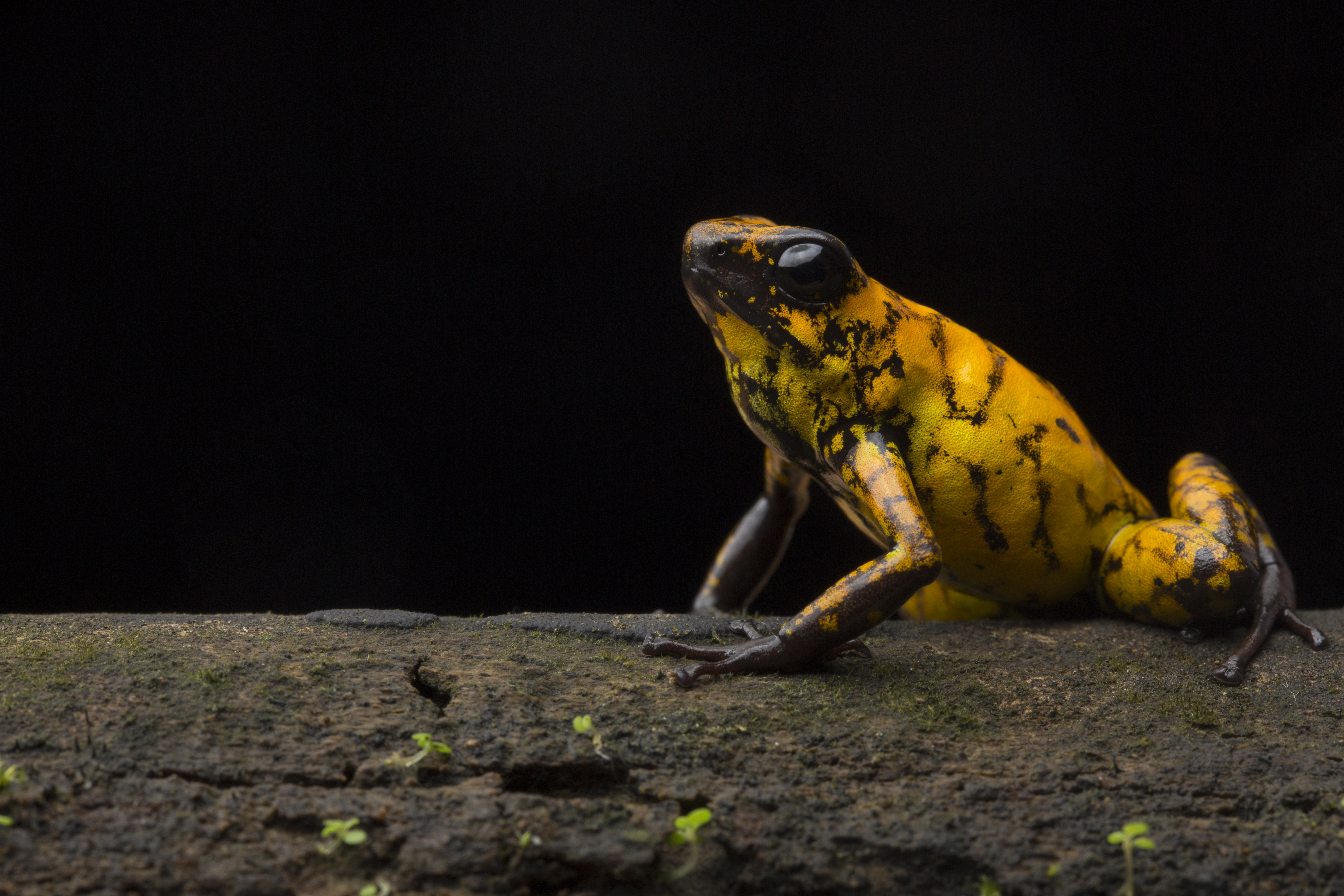 Help us to save the Chocó!